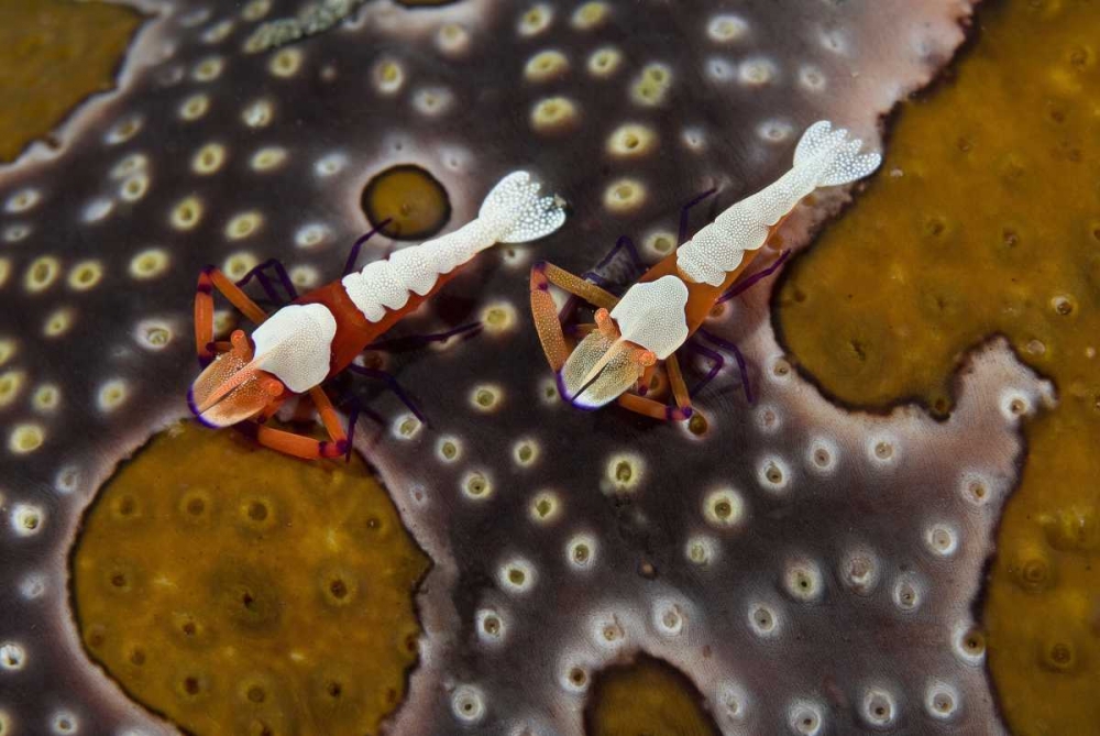 Indonesia Imperial shrimps on a sea cucumber